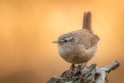 winterkoninkje in gouden licht