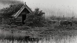 Ezeltje in de Zeeuwse polder by Herman Moor