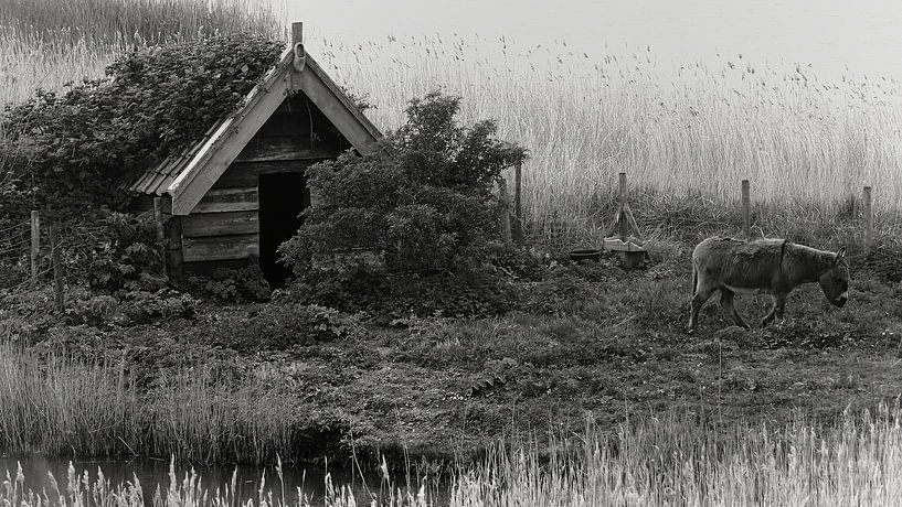Ezeltje in de Zeeuwse polder von Herman Moor