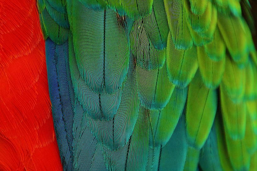 Veren par Sem Viersen