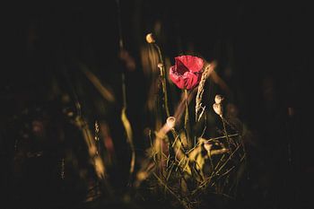 Red poppy