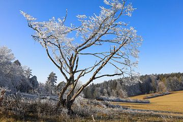 Winterlandschap met rijp in het natuurreservaat Stiegelesfels - Natuurpark Opper-Donau van BlattArt - Christine Horn