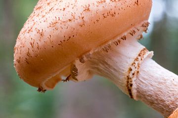 Armillaria von PC Bakker