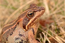 Heikikker van Frank Heinen