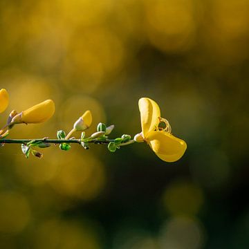 Brilliant gorse in bloom