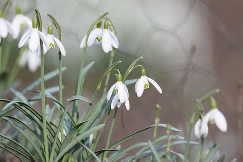 sneeuwklokjes in het Februari zonnetje