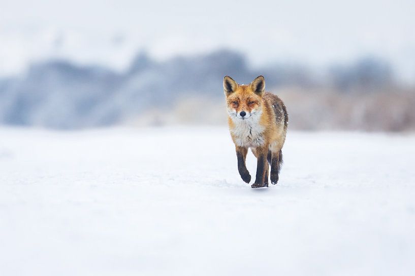 Winter von Pim Leijen