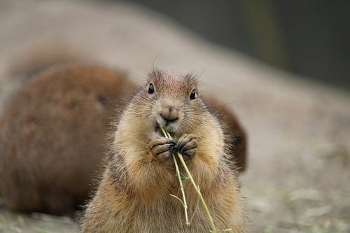 Meerkat in blijdorp zoo