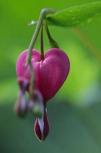 Bleeding Heart