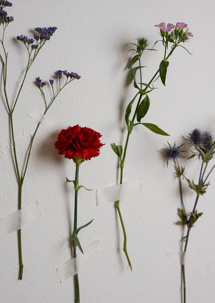 Trop fauché pour un vase - Des fleurs collées sur un mur blanc par Misty Melodies