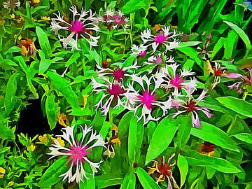 Centaurea Montana van Dorothy Berry-Lound