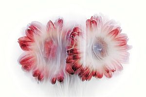 Fleurs créatives