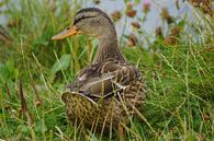 Stockente auf der Wiese von Babetts Bildergalerie Miniaturansicht