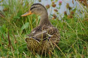 Stockente auf der Wiese