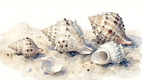 Found by the sea – shells on the sand