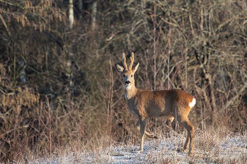 Reebok on a freezing winter morning