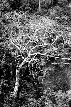 De levensboom van Frank Photos