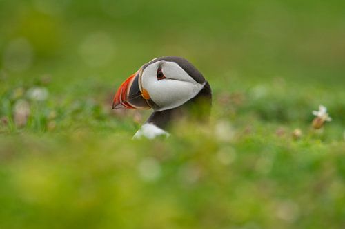 Papegaaiduiker op Skomer van Diederik Leutscher