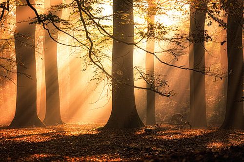 Autumn Symphony 7 van Cho Tang