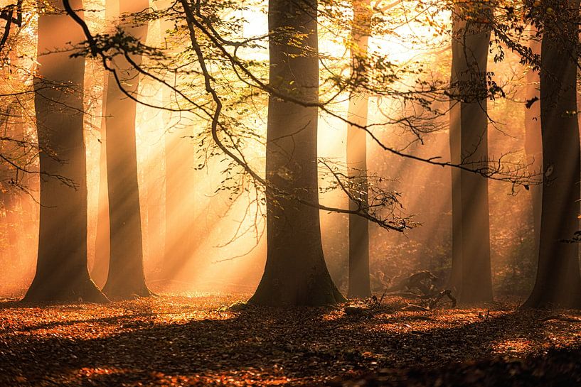Autumn Symphony 7 van Cho Tang