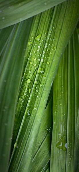After the rain - green drops by #SeelenblickFotos