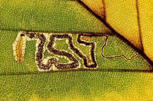 Gangenstelsel van een bladmineerder