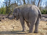 Joyous Walk: A Smiling Asian Elephant