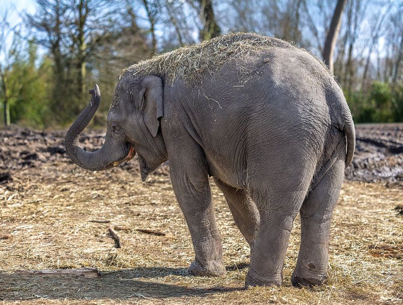 Joyous Walk: A Smiling Asian Elephant by Triki Photography