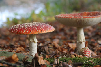 Pilze