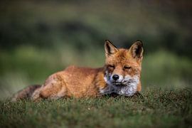 relaxen in de zon  van Robin Smit