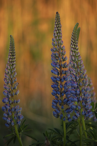 purple lupin