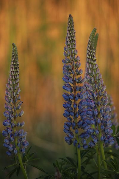 purple lupin by Fotografie John van der Veen