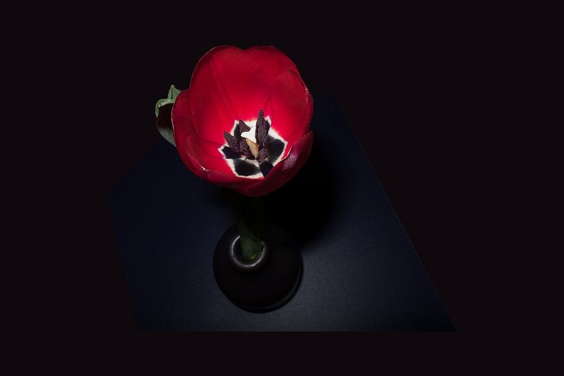 Deep red tulip in black vase on dark blue table by Susan Hol