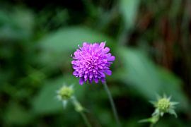 Lila Blume 1 von Paul Emons