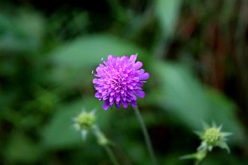 Purple flower 1 van Paul Emons