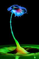 Die wunderbare Welt der Splash-Fotografie".