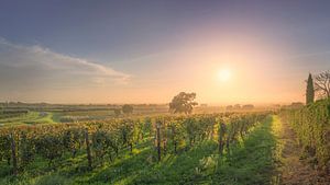 Bolgheri Weinberge in einem nebligen Sonnenuntergang