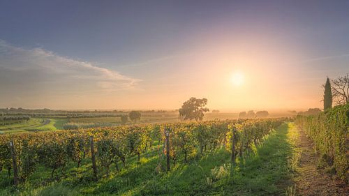 Bolgheri wijngaarden in een mistige zonsondergang