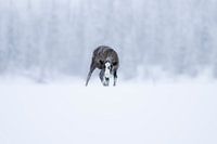 Junge Rentiere im Schnee