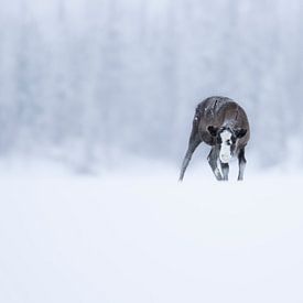 Jeune renne dans la neige sur Milou Hinssen