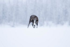 Jeune renne dans la neige