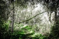 Chemin forestier dans le Biesbosch  par Ricardo Bouman Photographie Aperçu