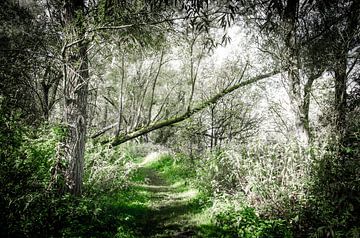 Chemin forestier dans le Biesbosch 