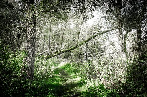 Forest path in the Biesbosch 