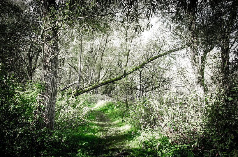 Chemin forestier dans le Biesbosch  par Ricardo Bouman Photographie