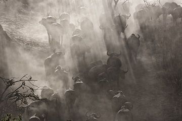 Büffel in Staubwolke von Angelika Stern