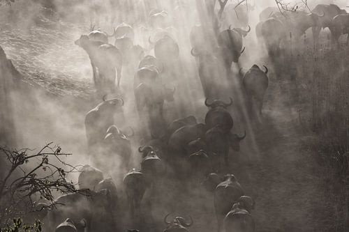 Buffalo in a cloud of dust by Angelika Stern