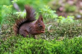 Squirrel by Merijn Loch