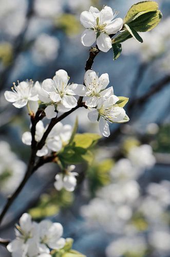 Cherry blossoms by Violetta Honkisz