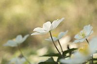 Wood anemones